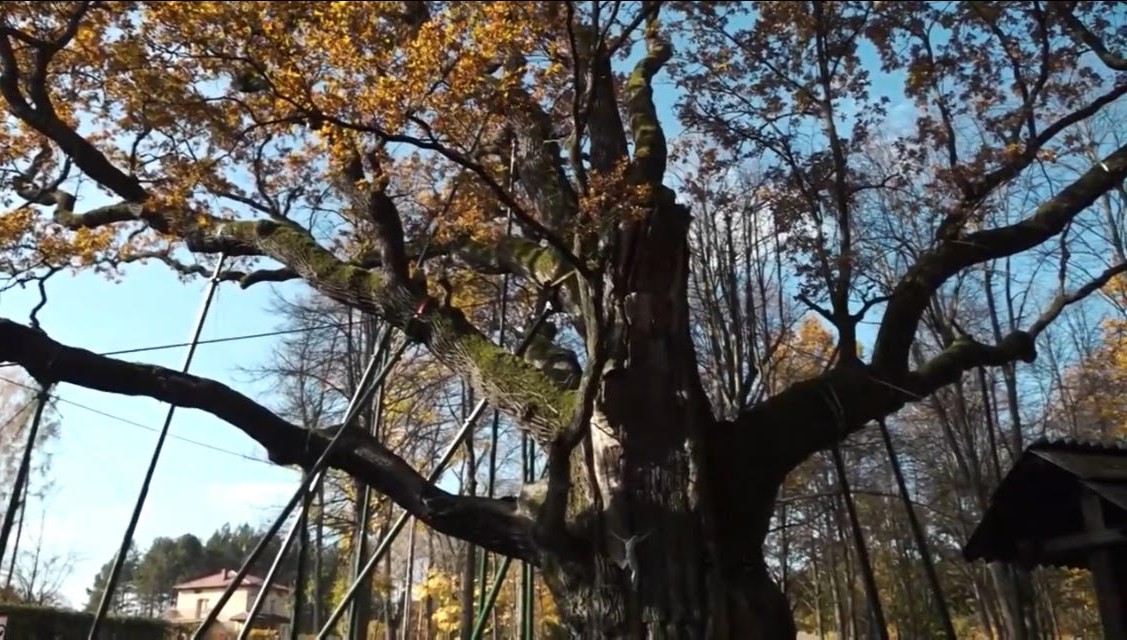 William Richardson meets the oldest tree in Poland:Bartek