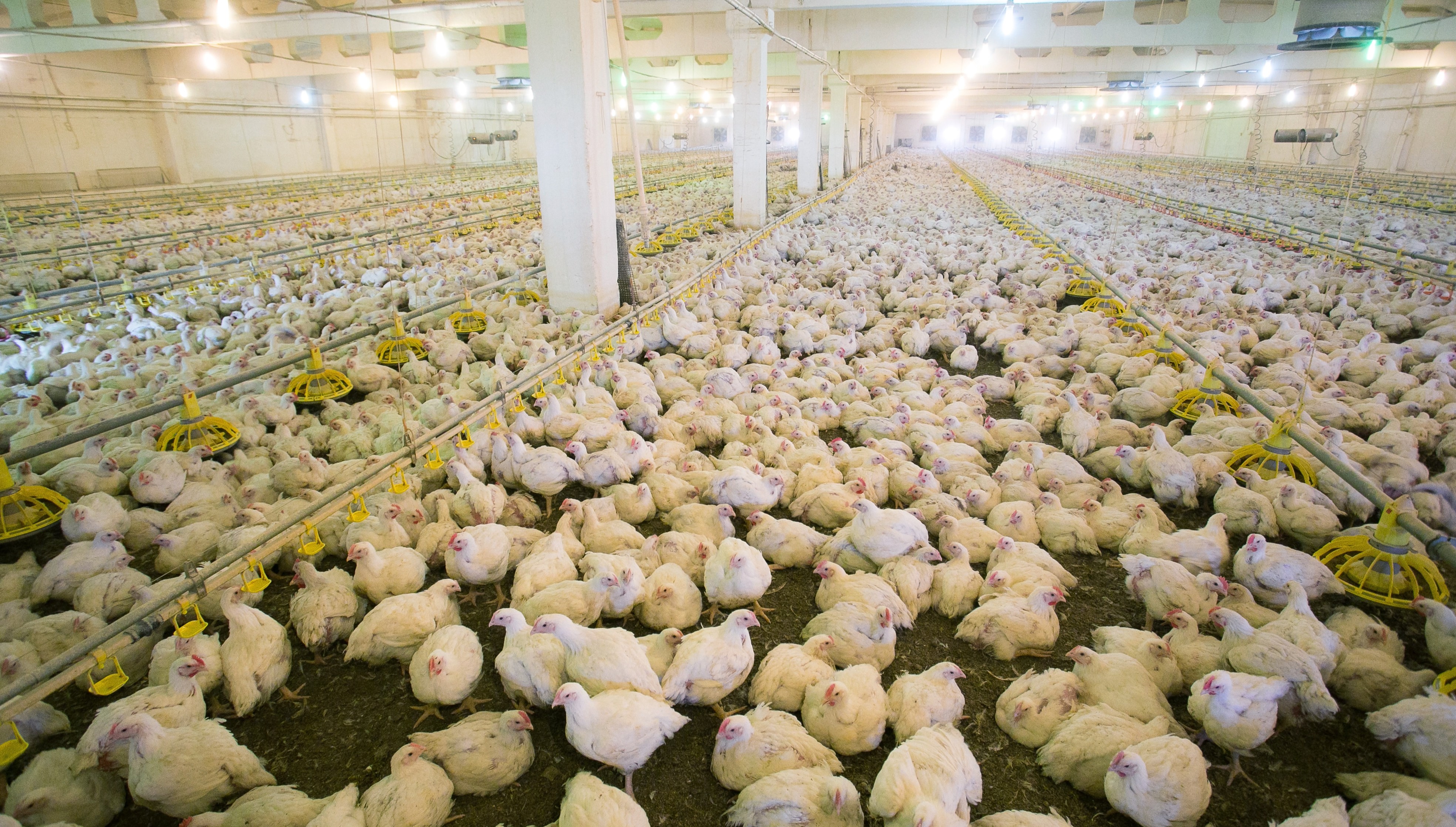 High poultry production in Poland