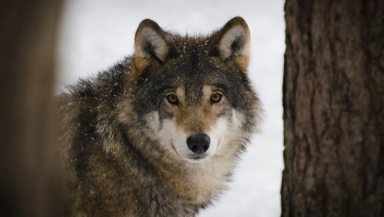 The authority of Greater Poland province warns against wolves