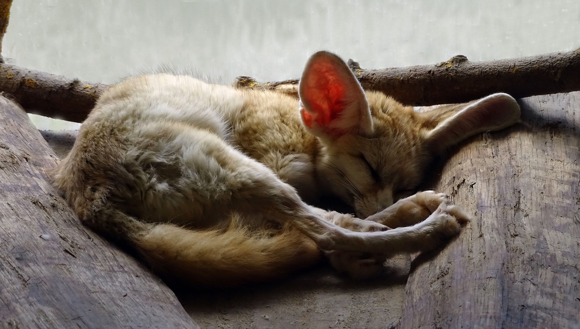 Series of 6 exotic animals you can legally raise at home in Poland. Fennec fox