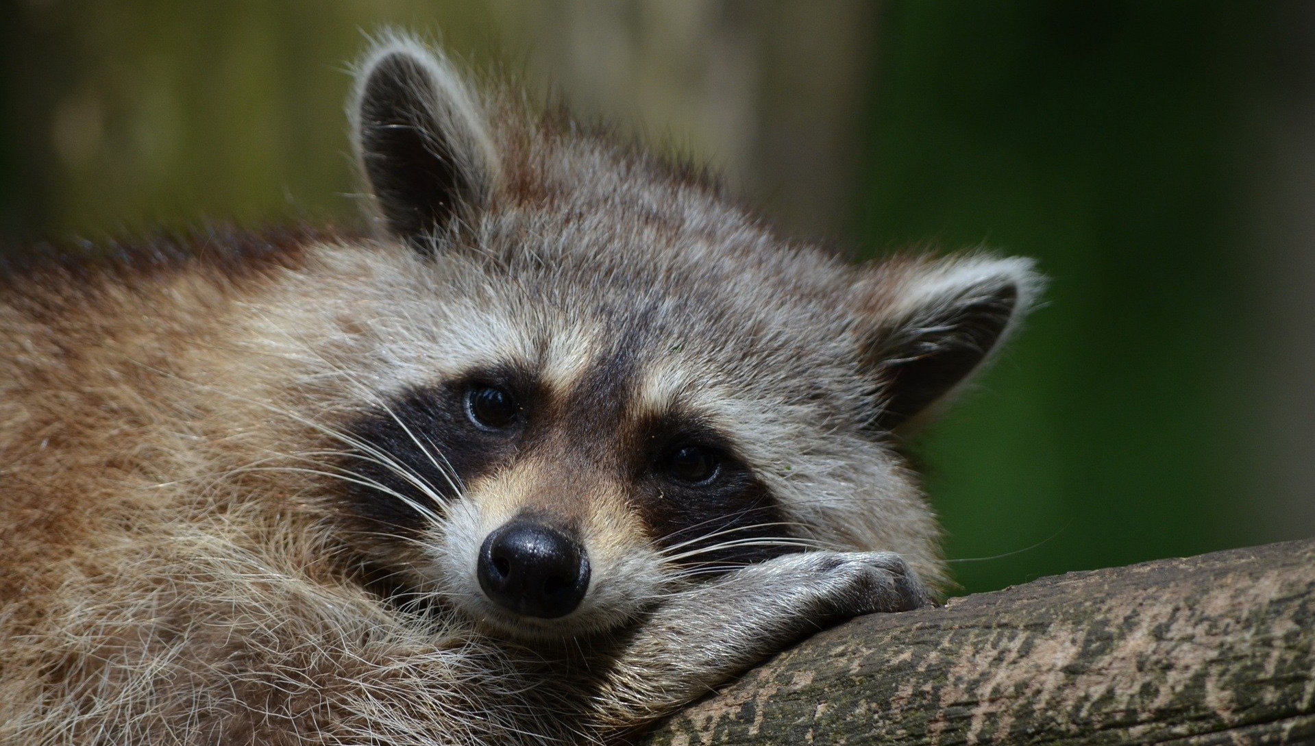 2. Series of 6 exotic animals you can legally raise at home in Poland. Raccoon