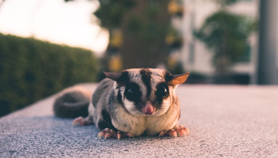 Exotic sales sugar gliders