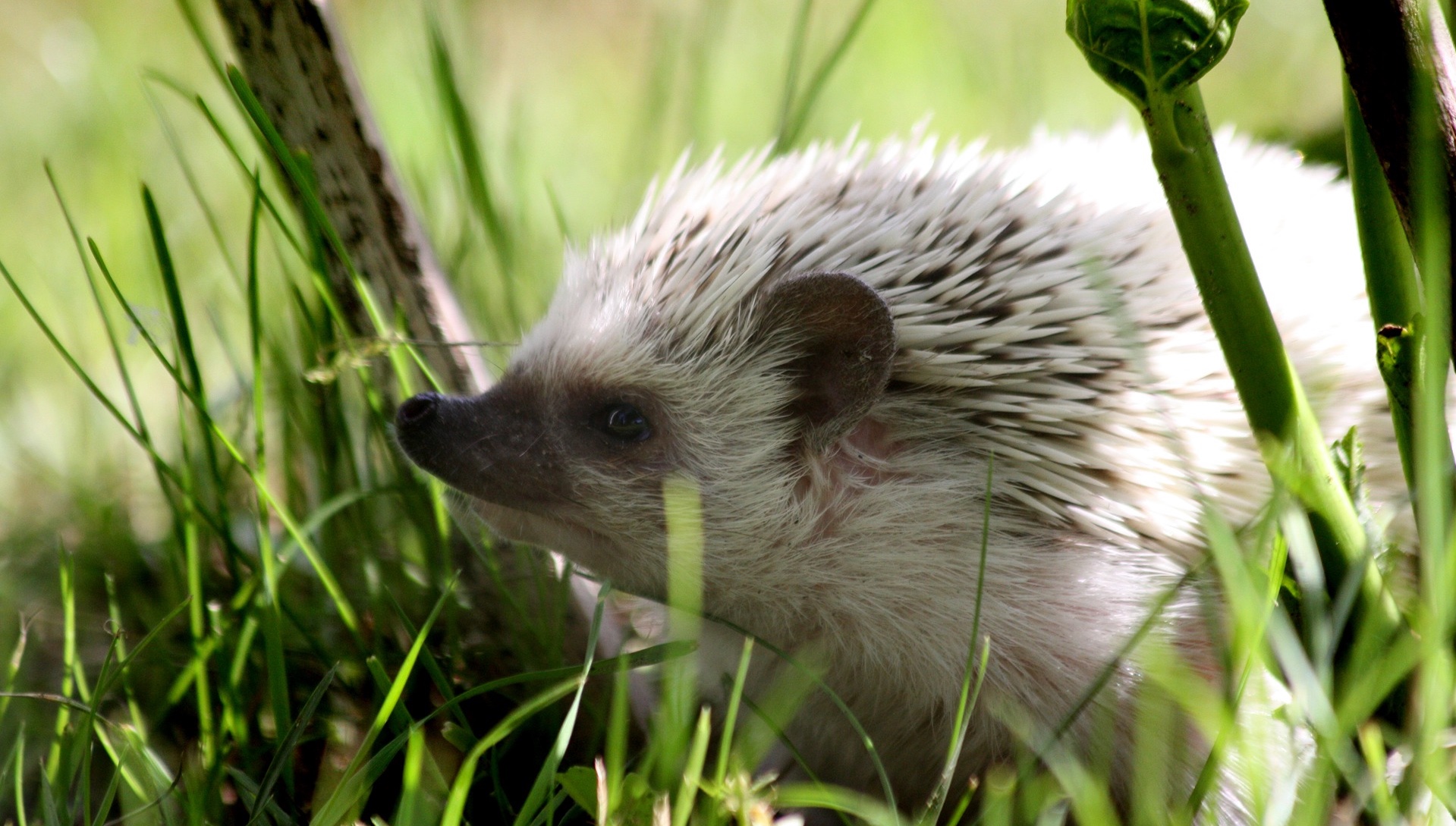 5. Series of 6 exotic animals you can legally raise at home in Poland. Pygmy Hedgehog