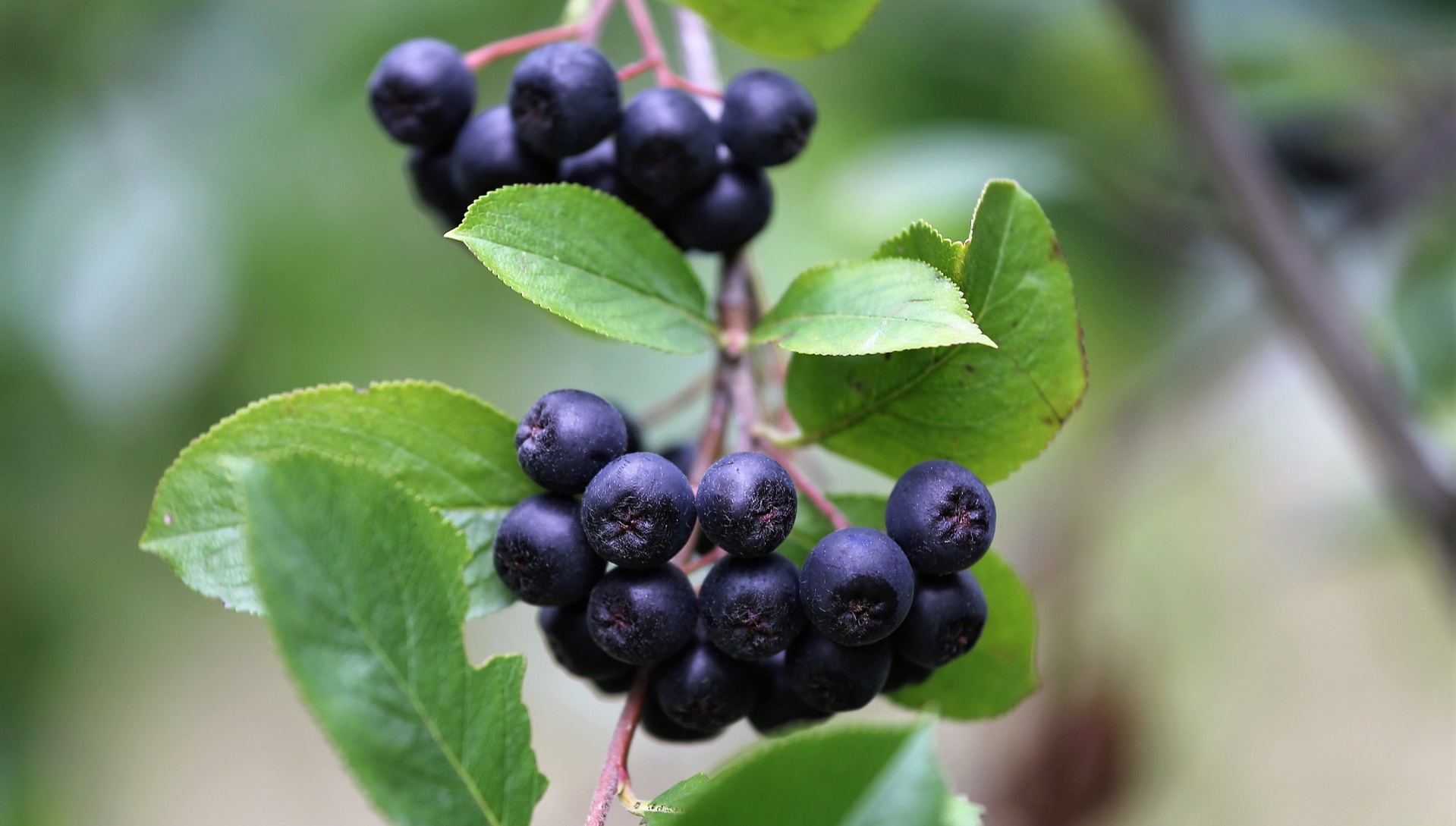 Chokeberry has the most beneficial substances among all fruits