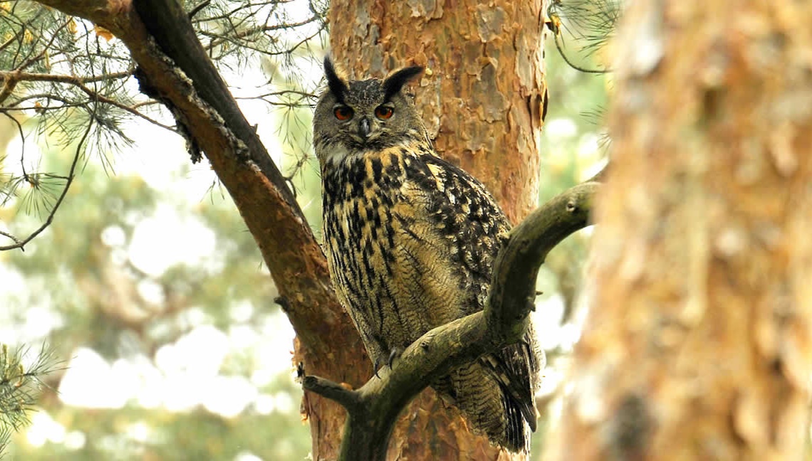 Polish National Parks - Bory Tucholskie National Park