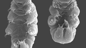 The tardigrade - Neil Wormstrong - did it survive quantum entanglement? The discussion continues