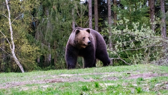 Bears in Bieszczady and their winter insomnia