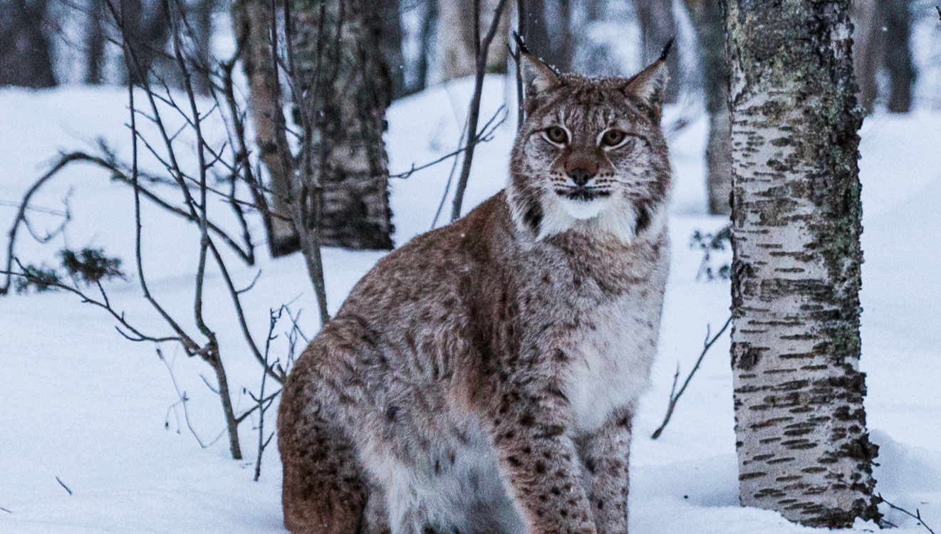 Are Lynxes the visitors of small forests?