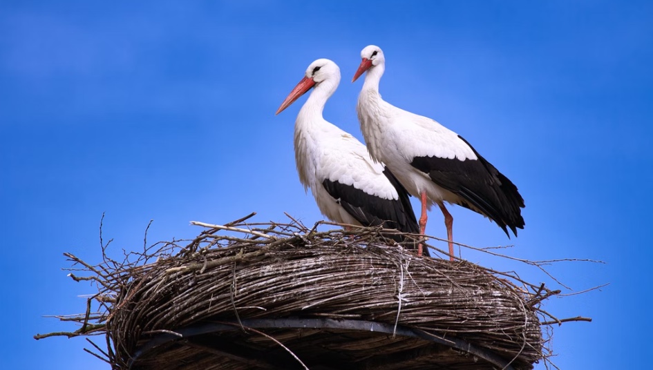 First storks have arrived in Poland after winter migration [LIVE STREAM]