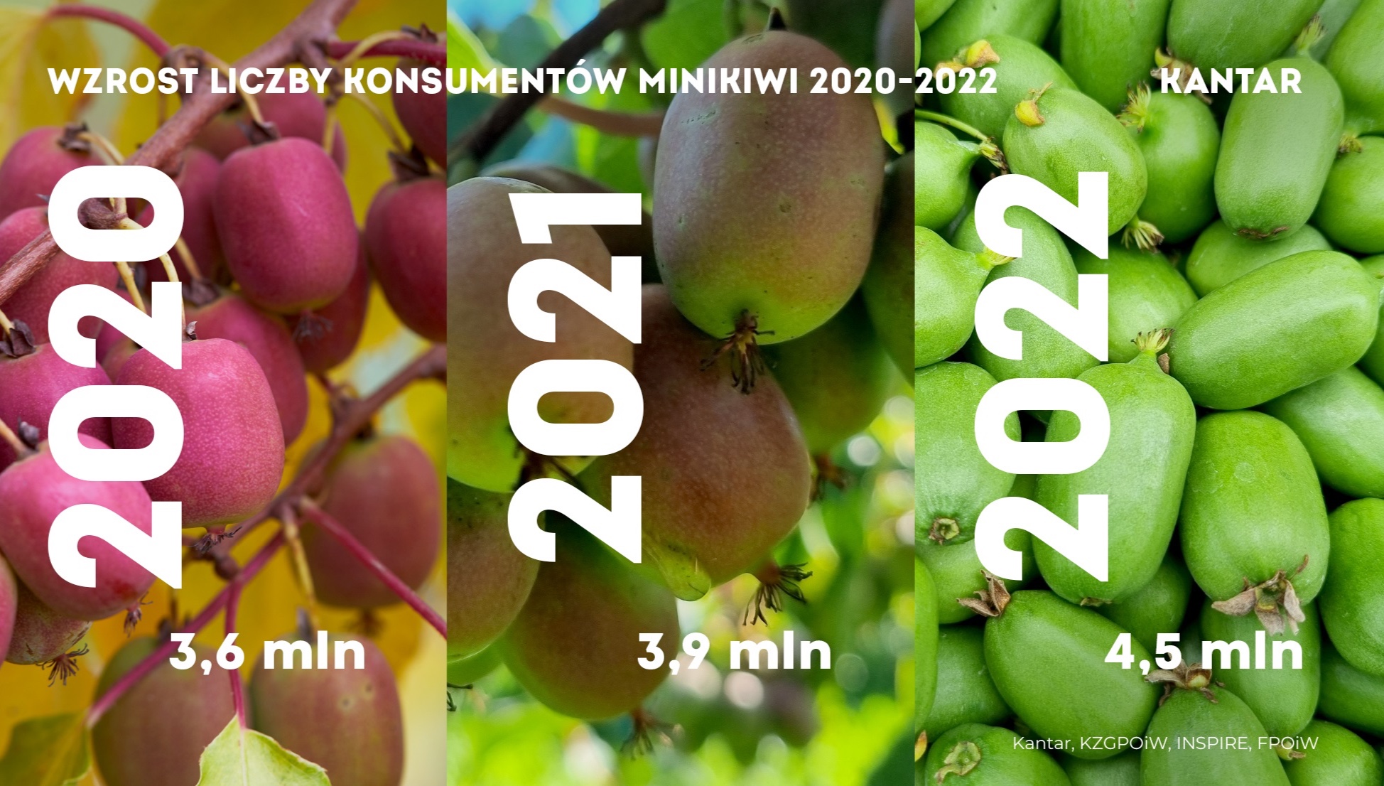 Kiwi berry: 4.5 million consumers in 2022