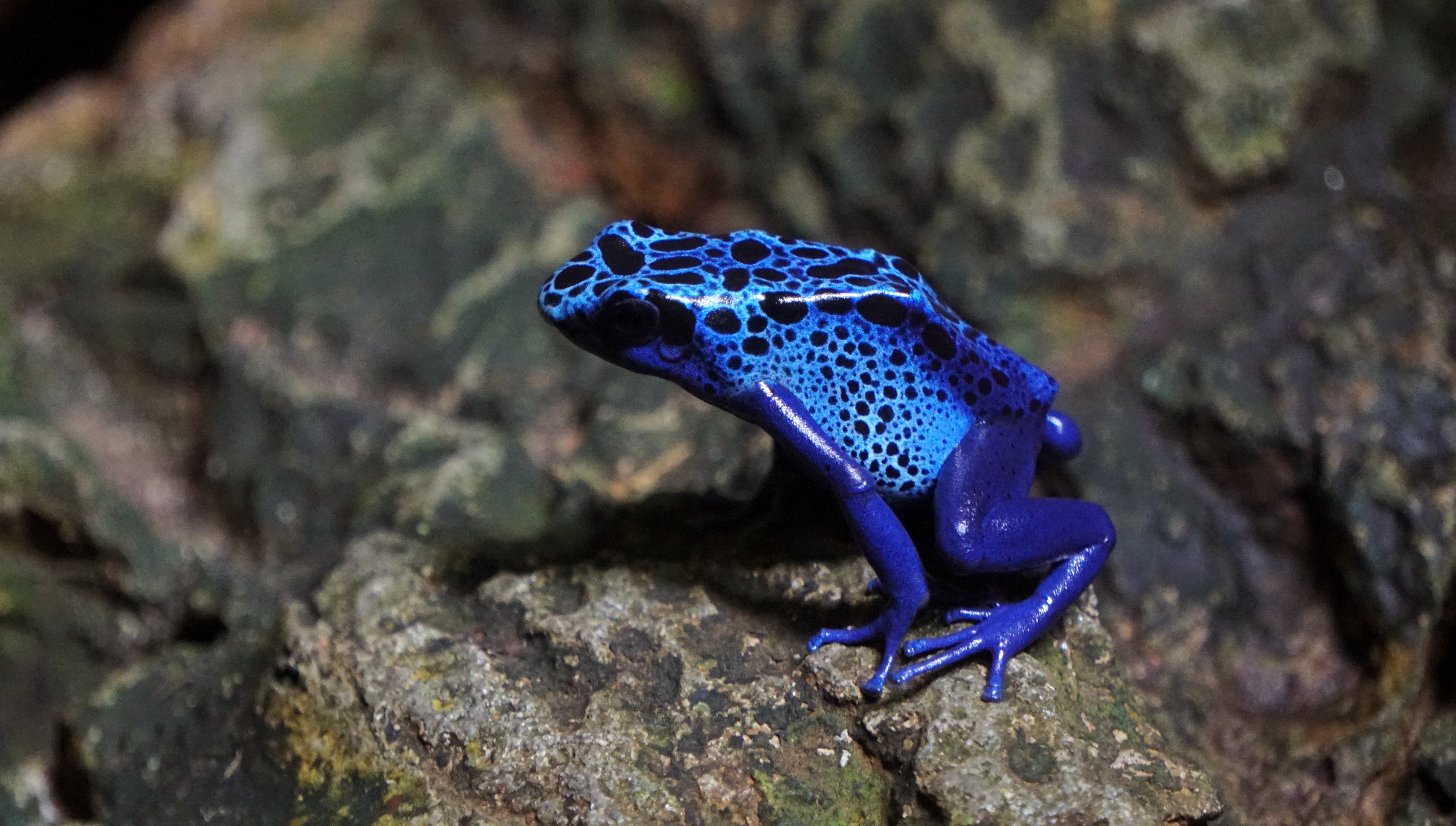 In Arboretum in Kudypy you can see “Blue Frogs”