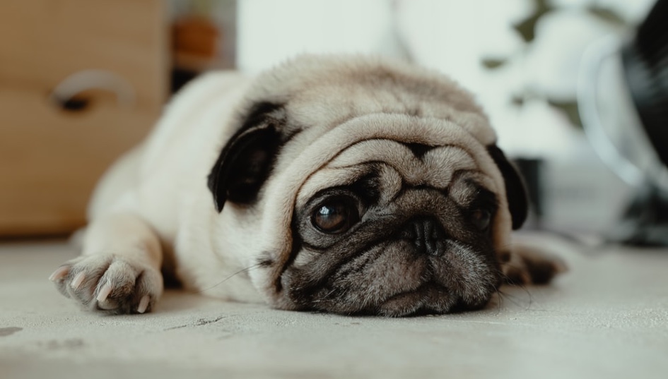 Pugs – cute flat-faced dogs full of controversy