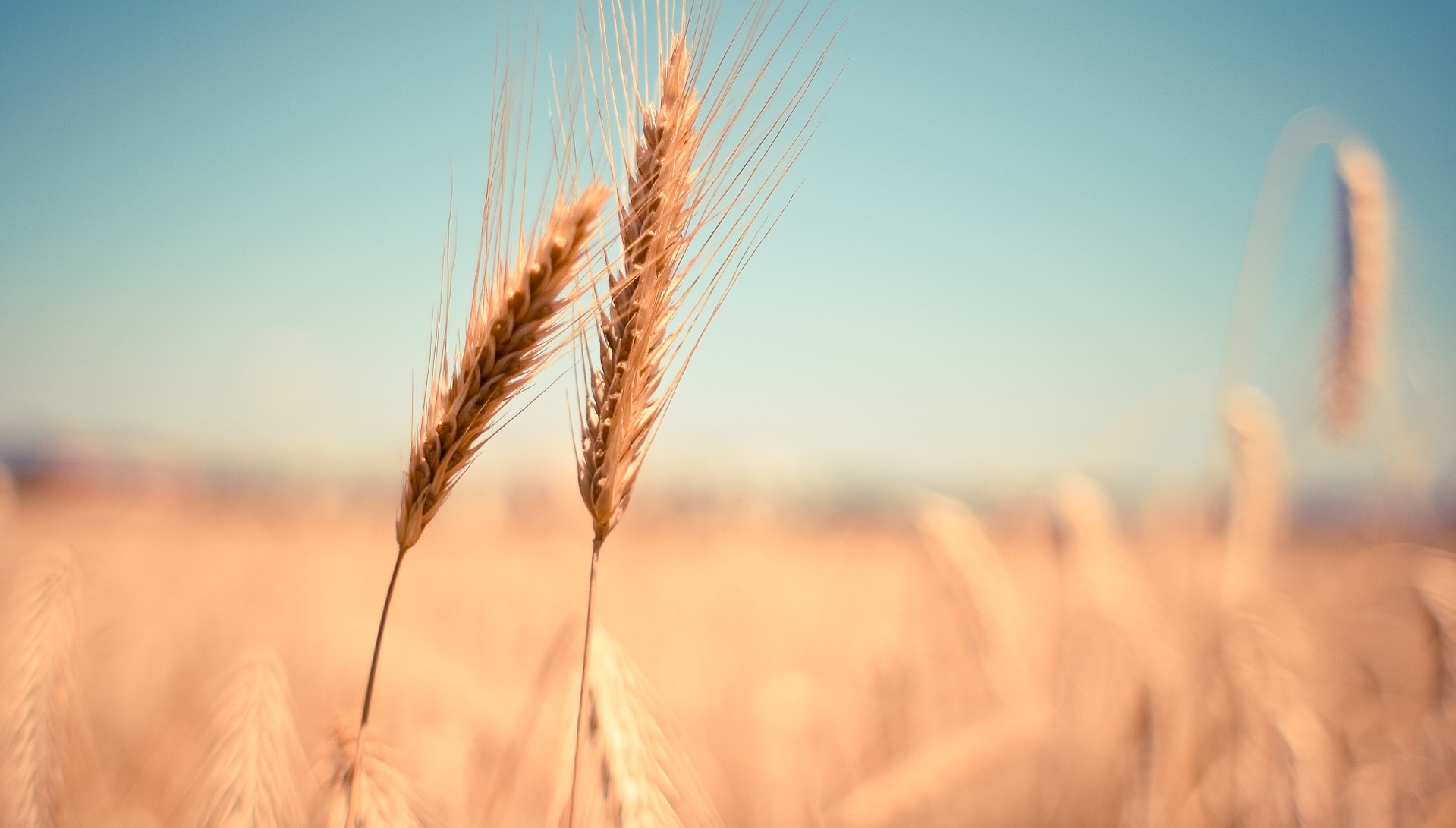 Poland Acquires Majority of Grain Surplus from Farmers to Support ...