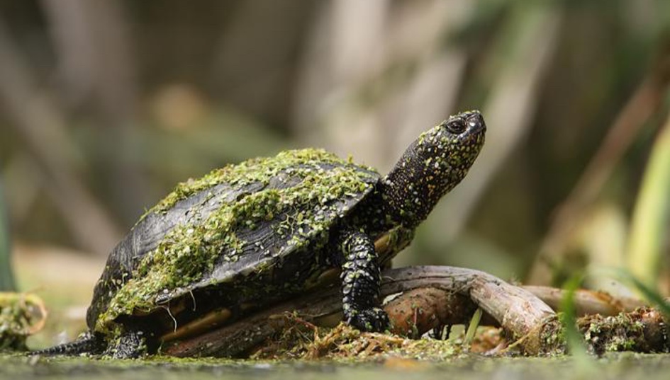 symbolic-turtle-legends-like-the-world-turtle-and-turtle-island-whats