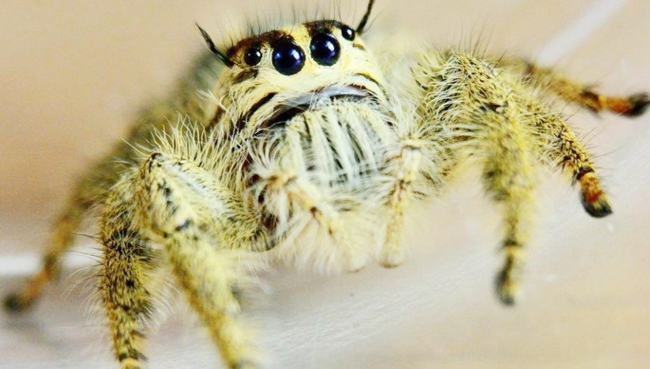 Large jumping spider found in parcel from UK [PHOTOS]