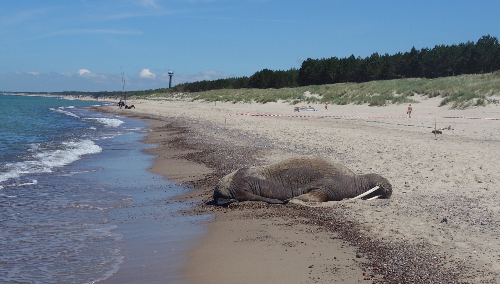 The first such walrus on the Polish beach in Mielno