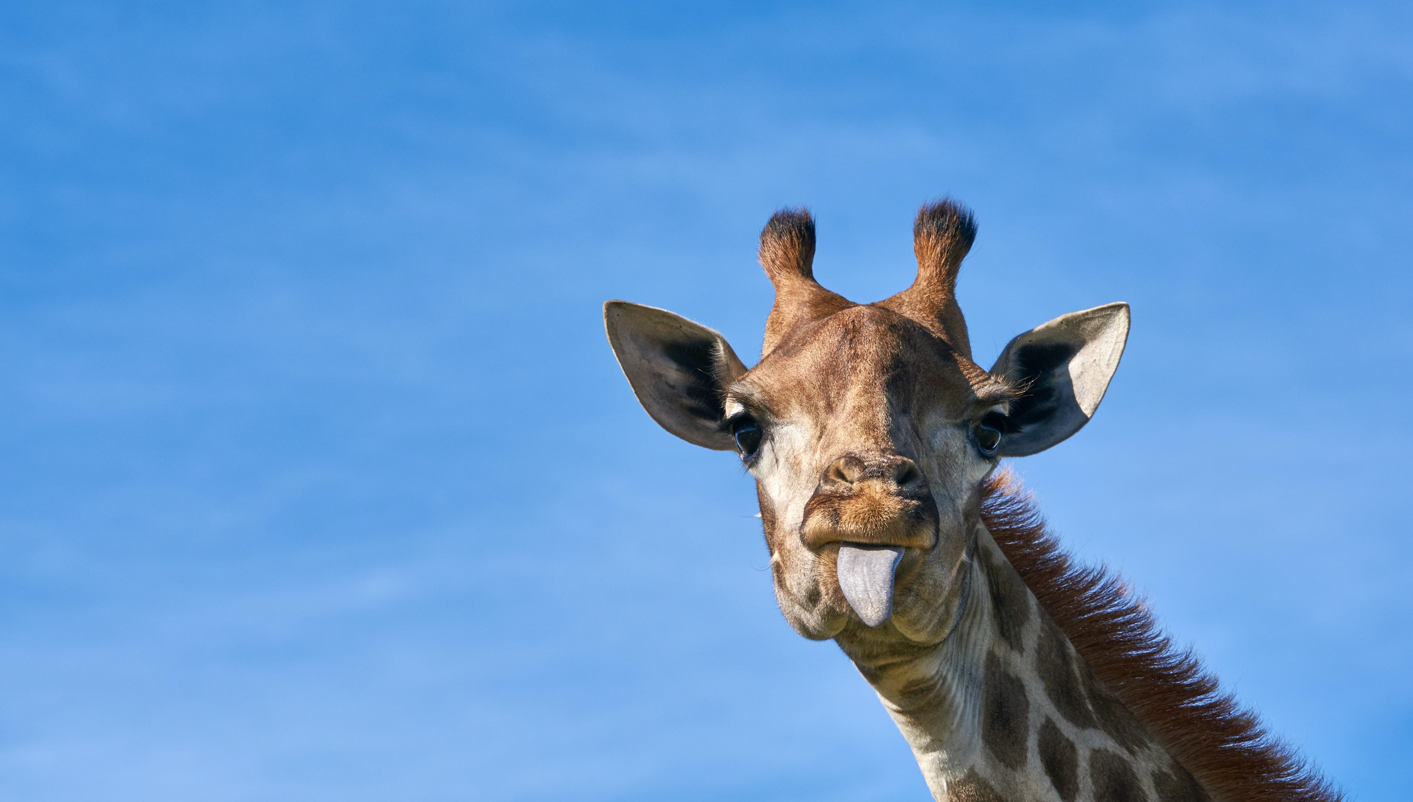 Today is World Giraffe Day!