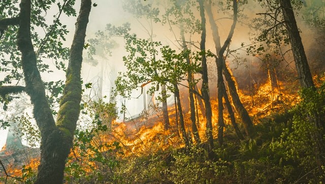 A fire in Lower Silesia Forest - about 80 hectares of forests are burnt
