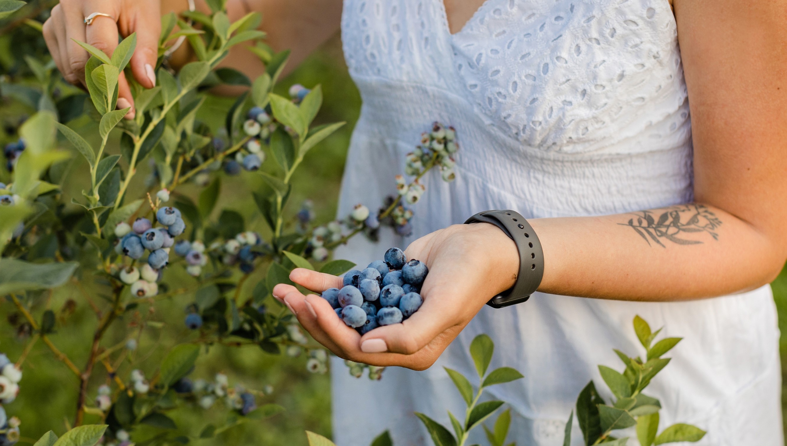 8 benefits of Polish blueberries