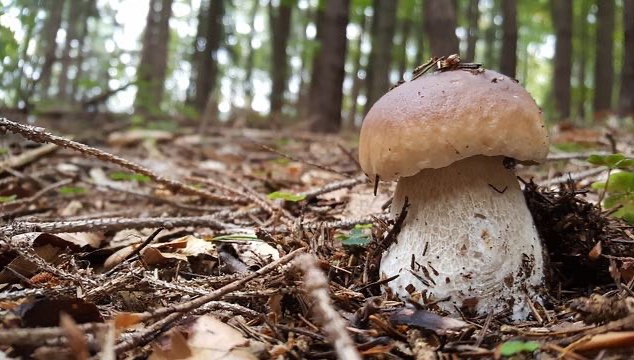 Mushroom picking as the national tradition