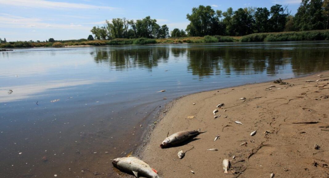 There is no evidence of illegal discharges into Odra