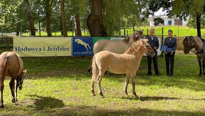 The Polish Konik breed in the Research Station in Popielno