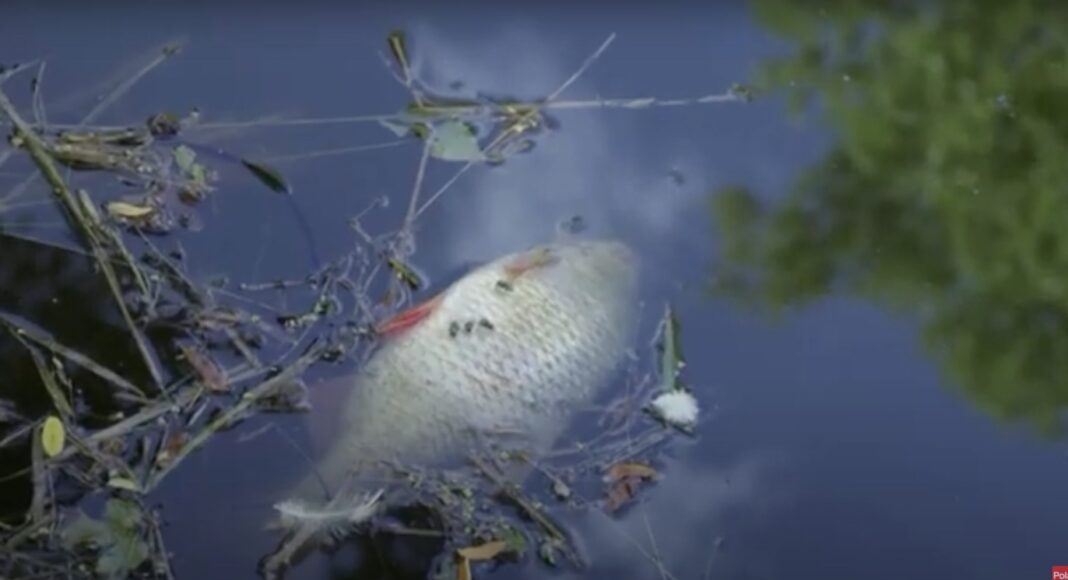 Dead fish in Oder River on Polish-German border. Polish government to investigate possible contamination [VIDEO]