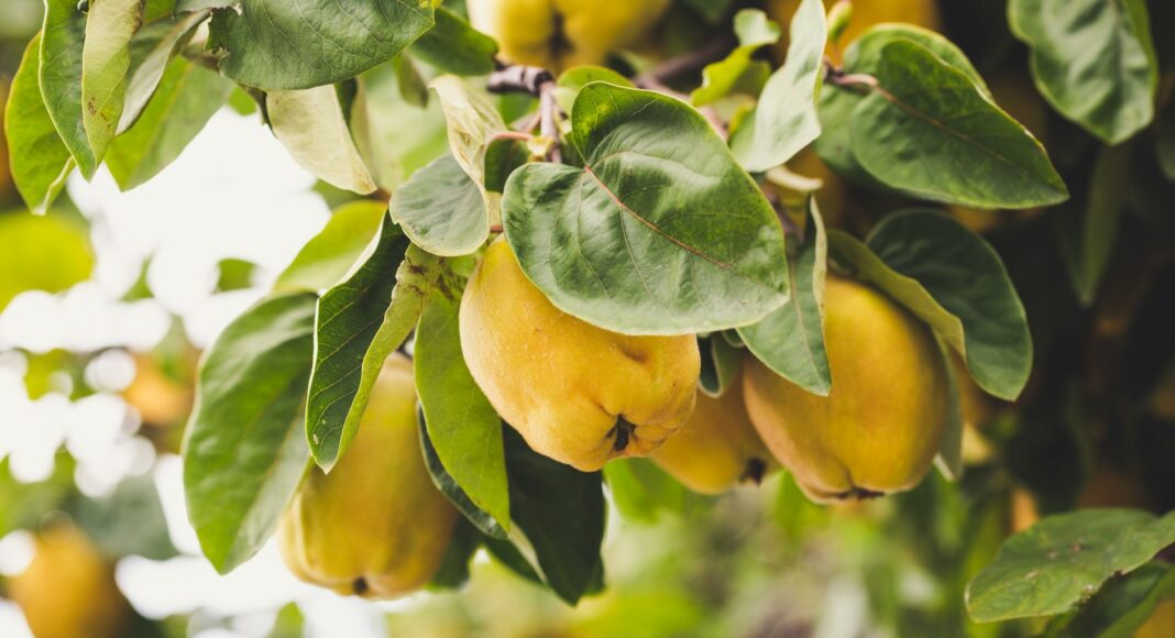 A definition of golden autumn: Polish lemons - quinces