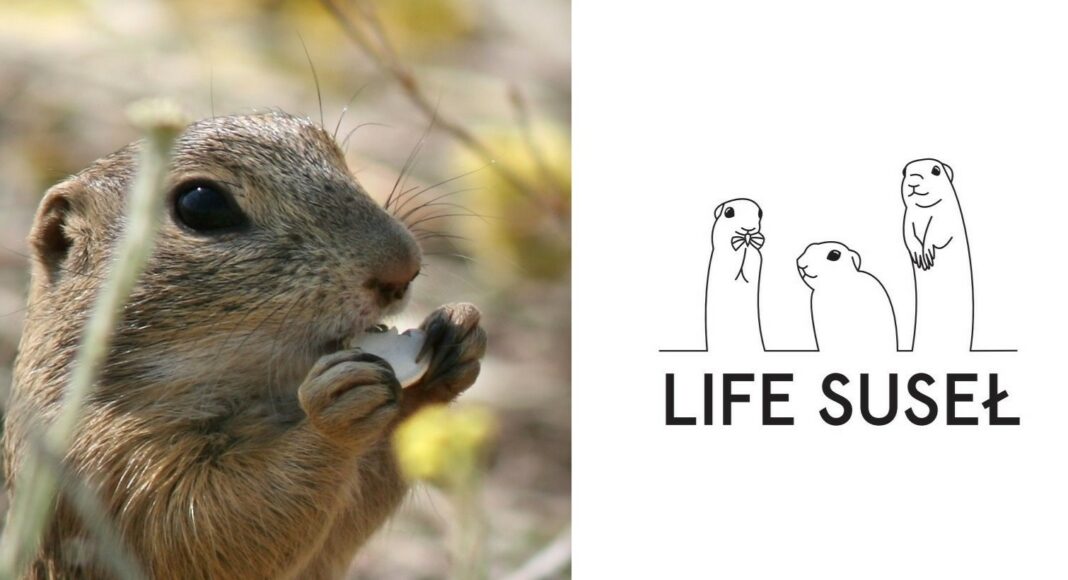 Project LIFE Suseł for the conservation of the European ground squirrel in Poland