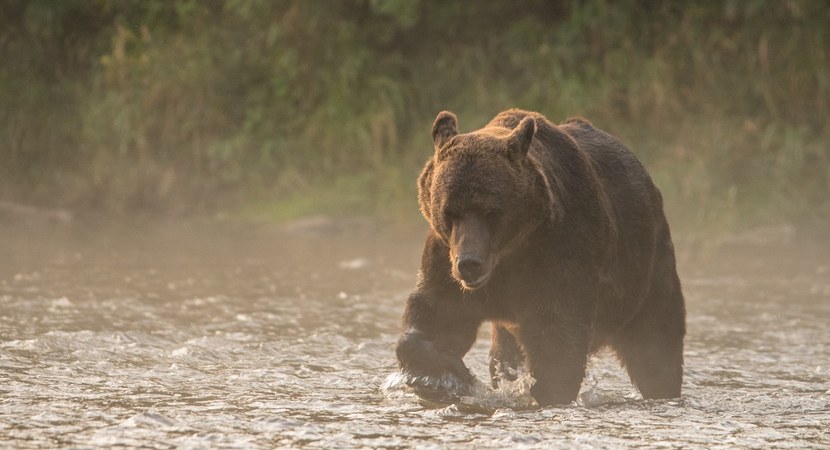 Germans have culled their bears, then they hunt for the Polish ones