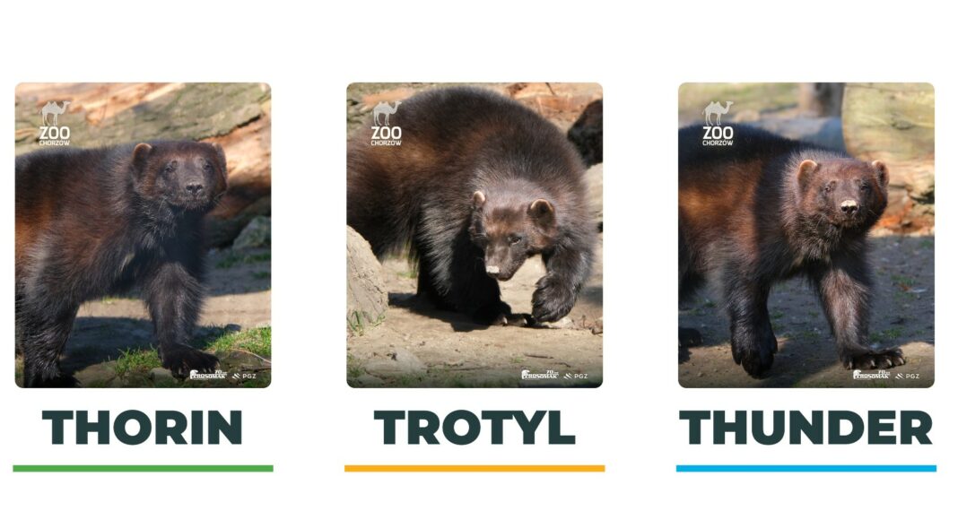 The first Polish wolverines born in the Silesian Zoological Garden in Chorzów are Thorin, Thunder and Trotyl (English: TNT)!