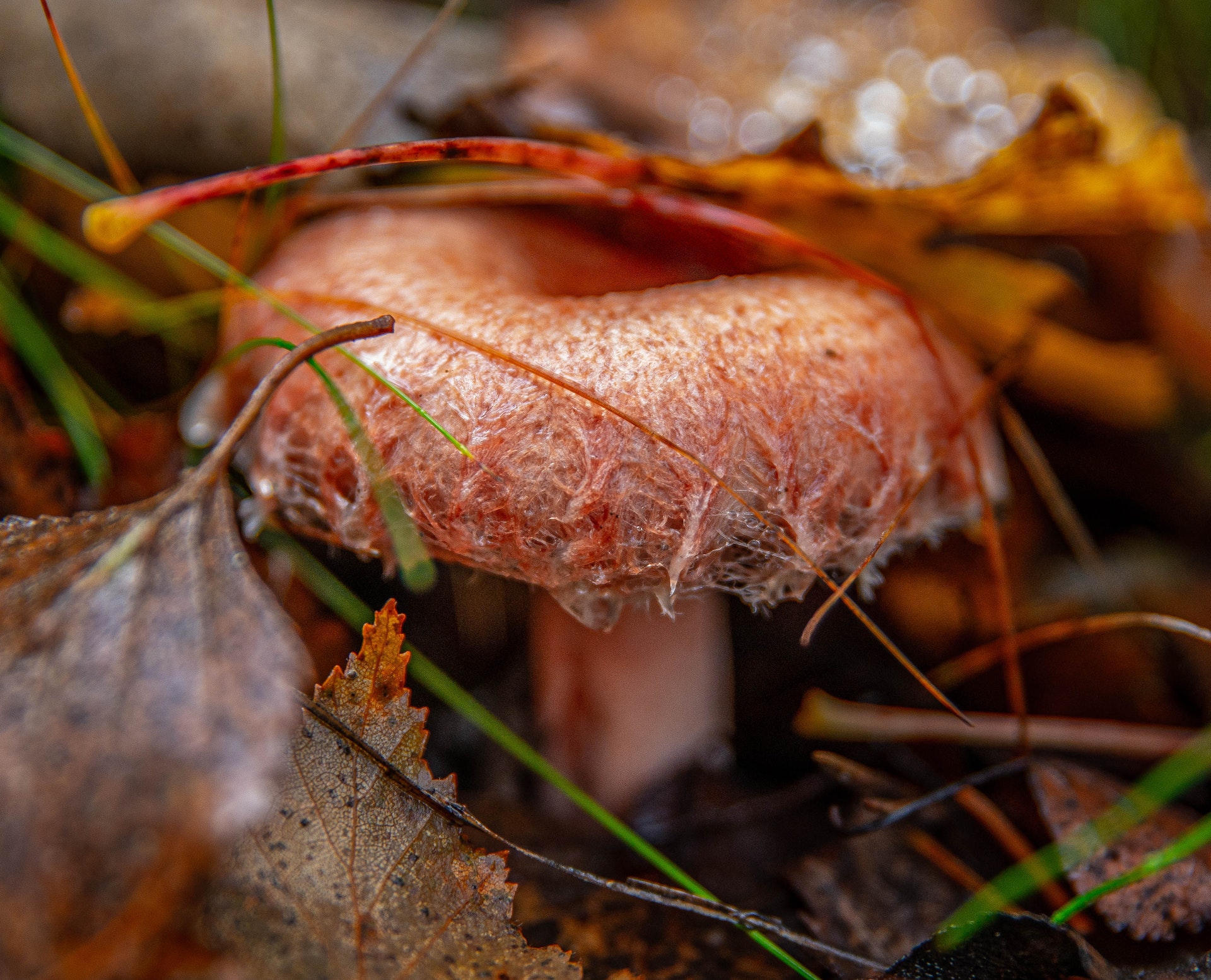 Mycologist assures that fungi won't cause Zombie Apocalypse