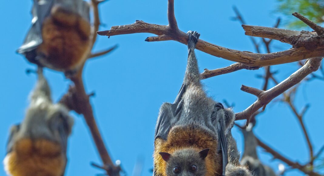 1611 bats counted in Kampinos National Park