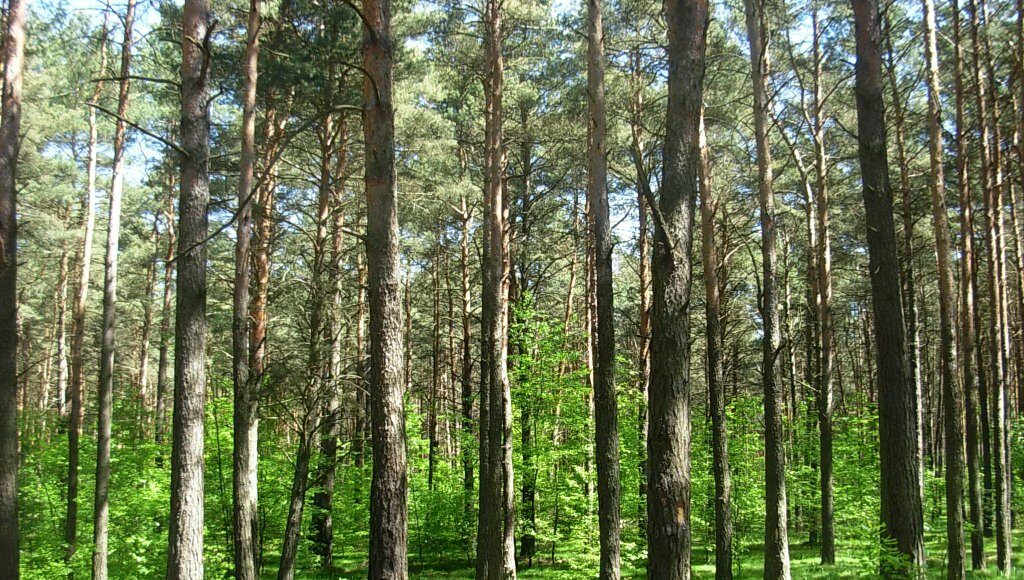 CJEU ruled on Polish forests