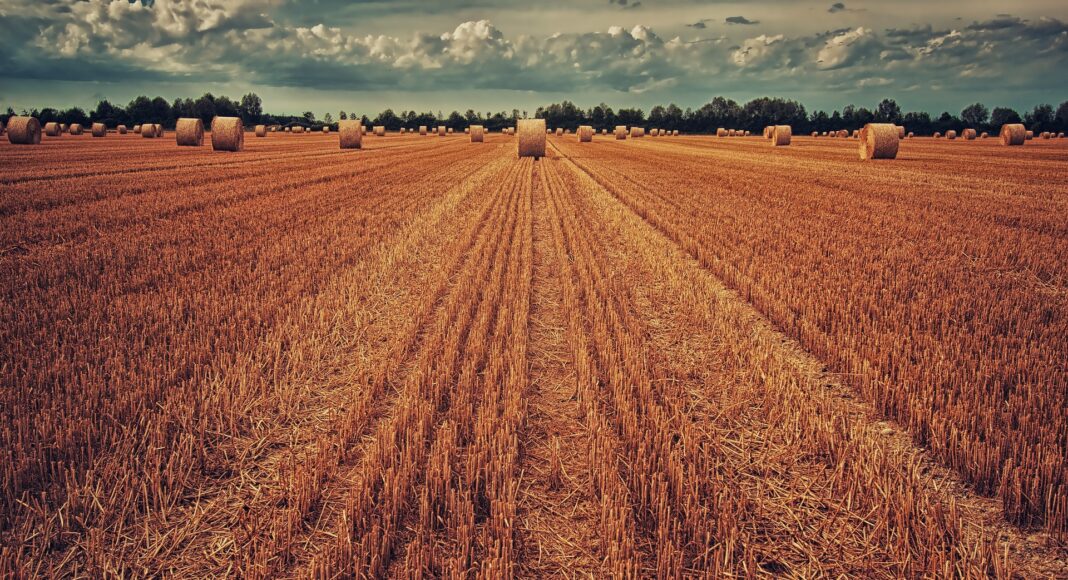 A photo of wheat fields after harvest.