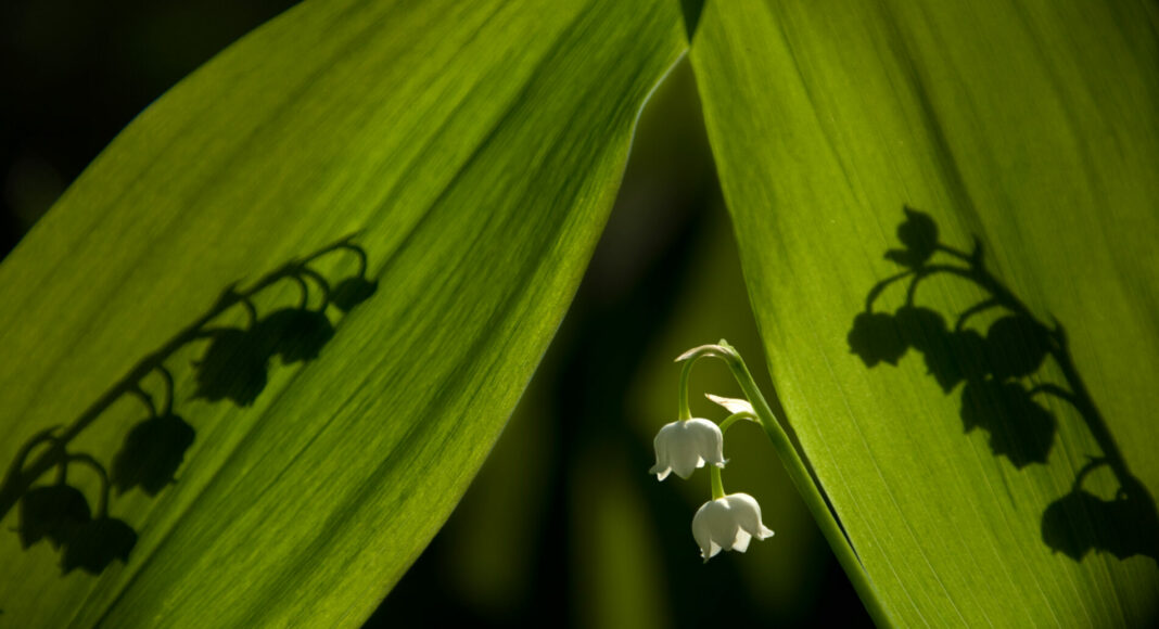 Ilustratory photo of the Lilly of the Valley.