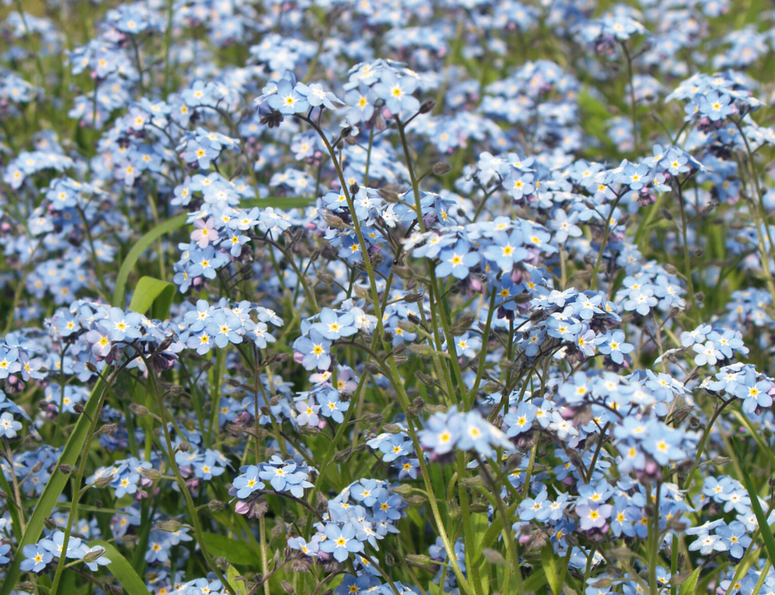 Day of Polish Forget-me-not: An Annual Festival Embracing Nature's Beauty and Conservation