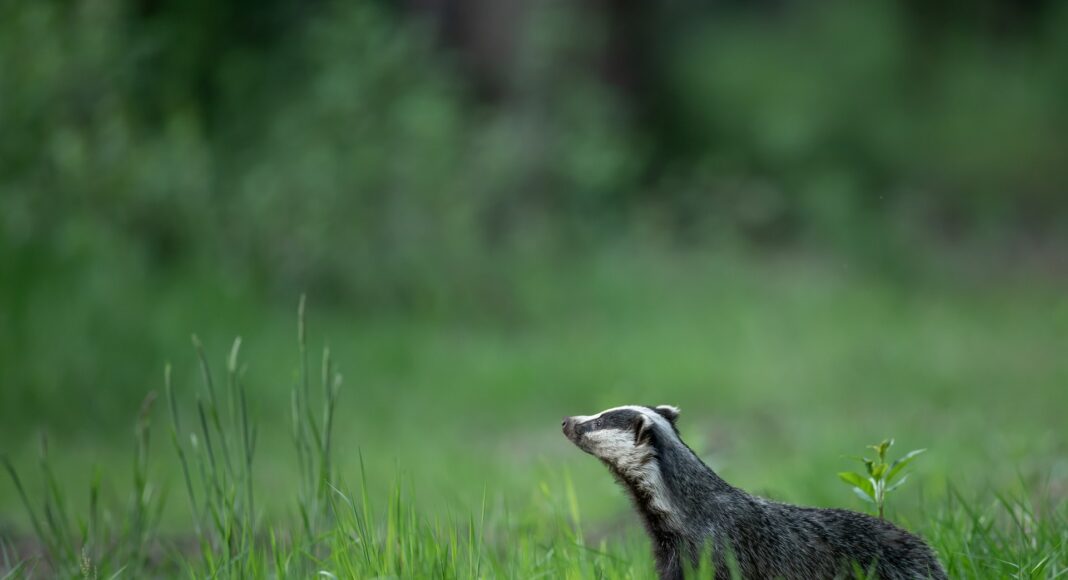 a badger