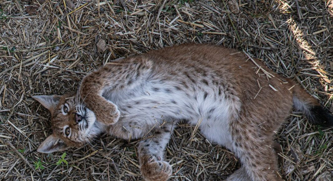 International Lynx Day: Promoting Conservation for Magnificent Wild Cats