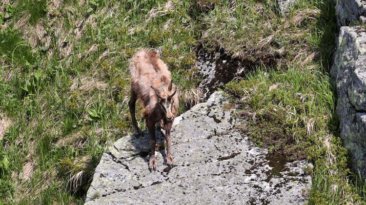 A goat in the Tatra Mountains