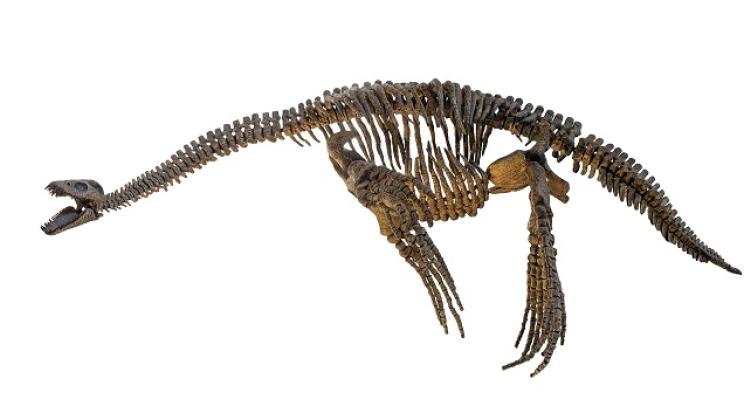 Fossil Discovery Reveals Prehistoric Marine Predators in Poland