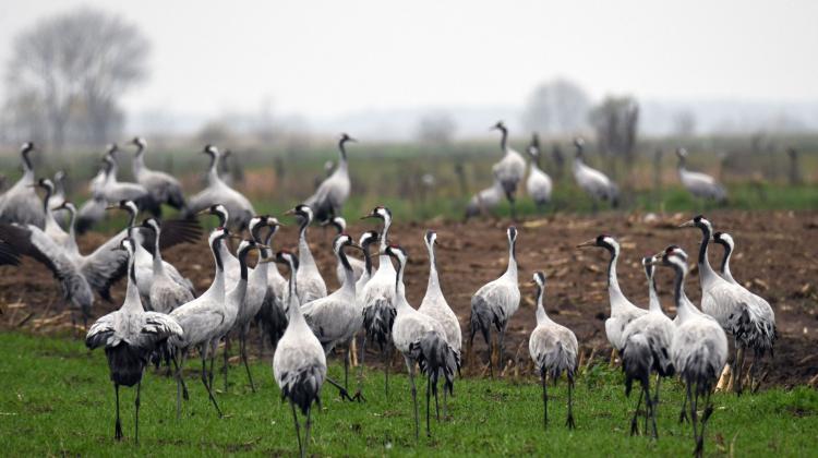 Annual Crane Count to Begin at Sunrise in Poleski National Park, Lubelskie