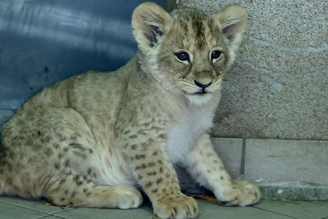 Lion Cubs