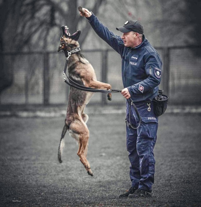 Sago the Belgian Shepherd Joins Sosnowiec Police Force