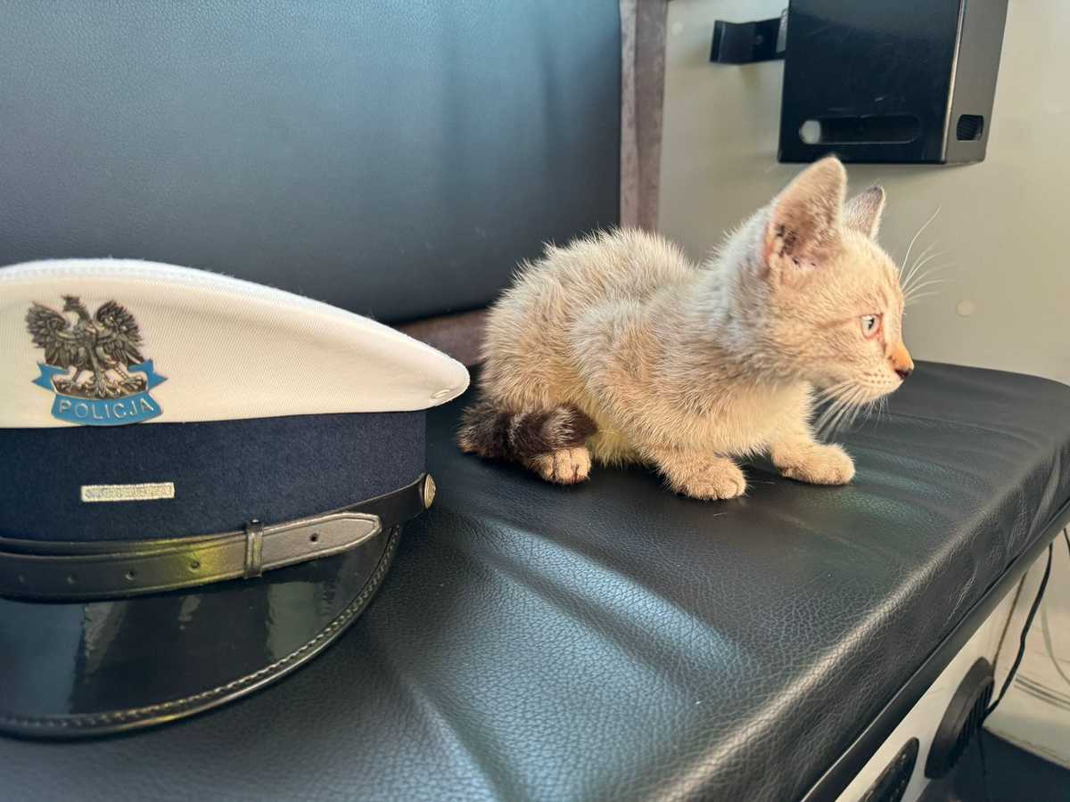 In a surprising turn of events that could easily have been scripted for a slapstick comedy, a small kitten took control—quite literally—of a vehicle's fate on a quiet road in Opole Province, Poland.