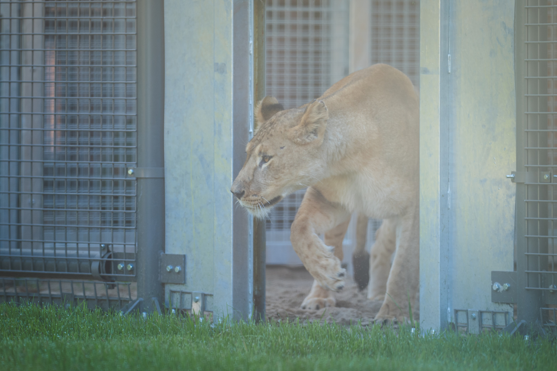 Wrocław Zoo Unveils State-of-the-Art Lion House