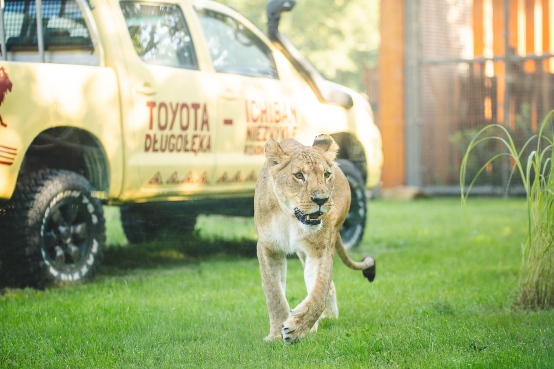 Wrocław Zoo Unveils State-of-the-Art Lion House