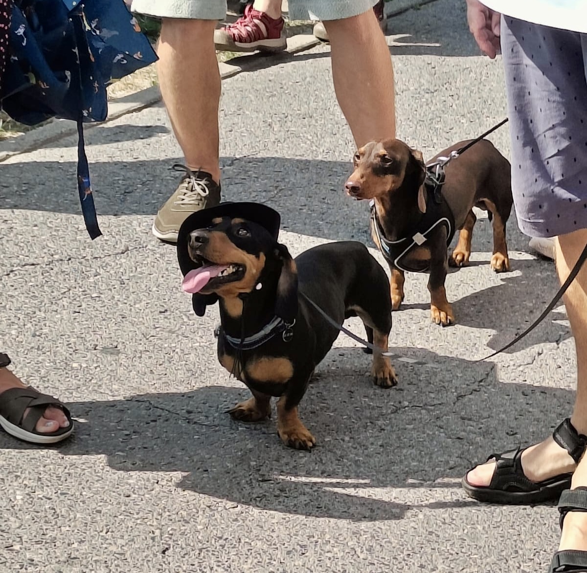 Dachshund Parade in Krakow