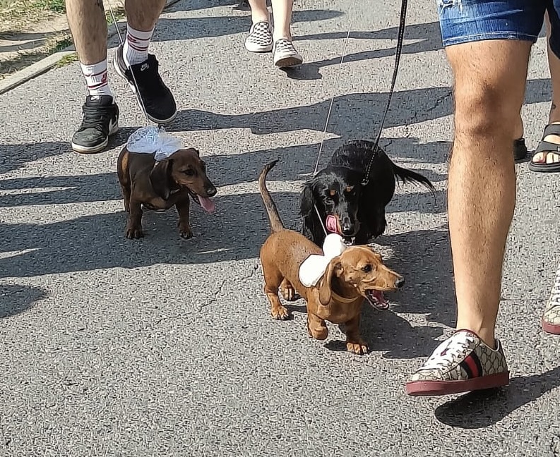 Dachshund Parade in Krakow