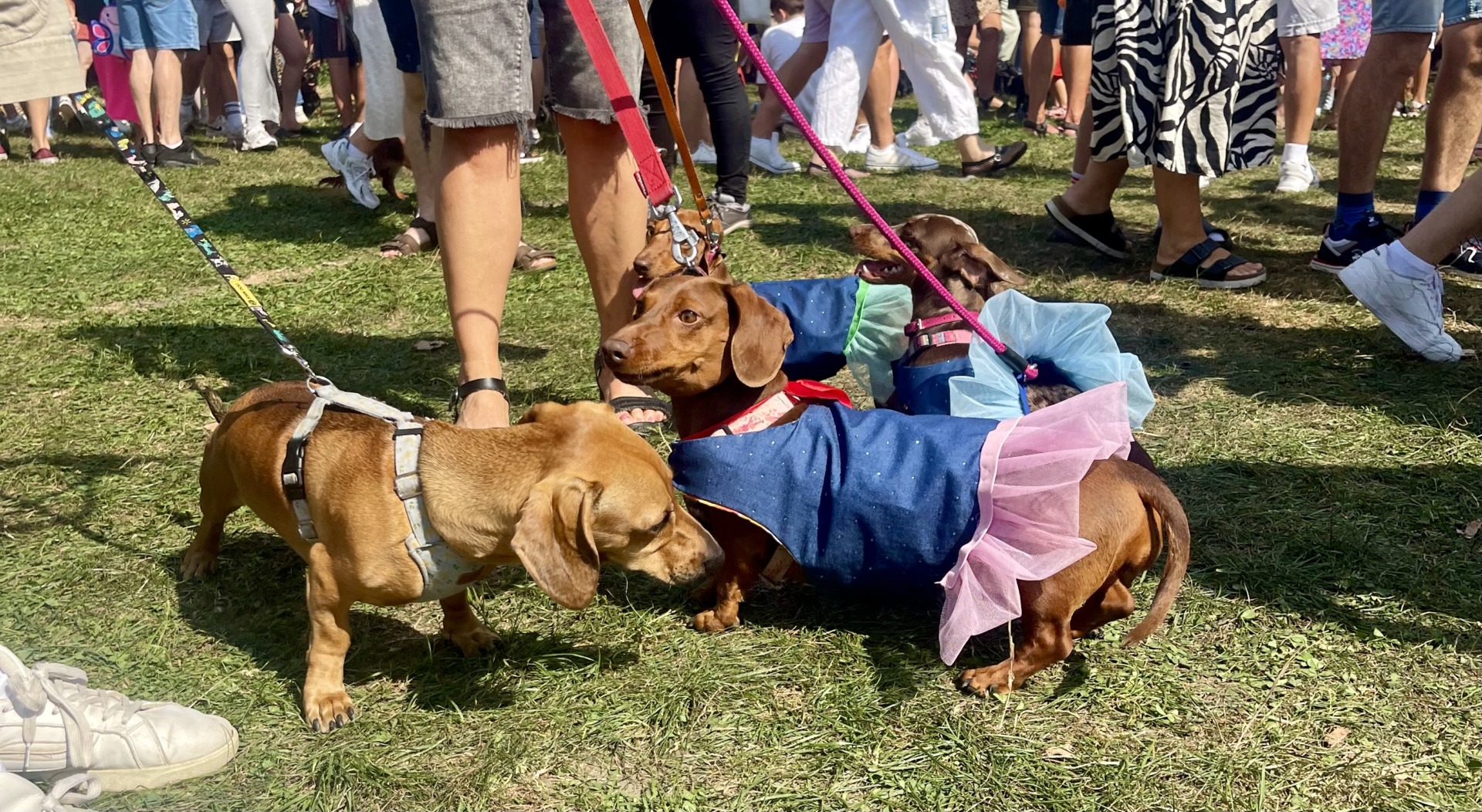 Dachshund Parade in Krakow